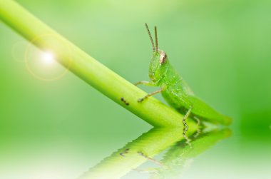 Grasshopper in green nature clipart