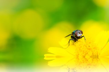 Yeşil doğanın makro fly