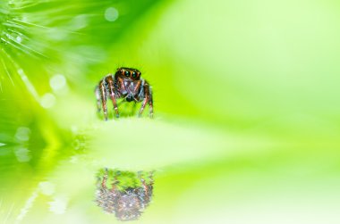Yeşil doğanın örümcek atlama