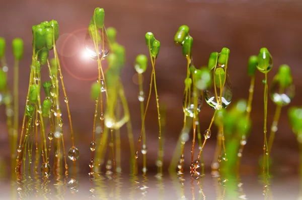 Mousse fraîche et gouttes d'eau dans la nature verte — Photo