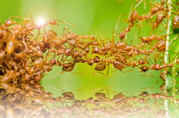 Rote Ameise in grüner Natur — Stockfoto