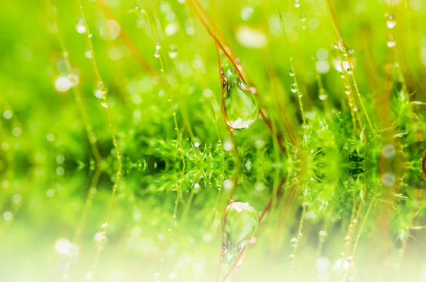 Свіжий мох і краплі води в зеленій природі — стокове фото