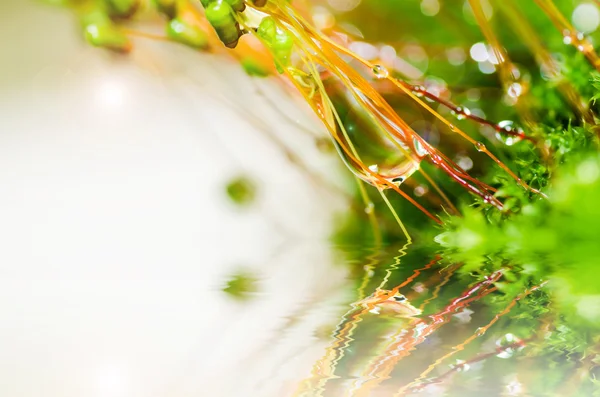 Musgo fresco e gotas de água na natureza verde — Fotografia de Stock