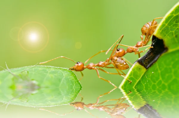 Czerwone mrówki w zieleni — Zdjęcie stockowe
