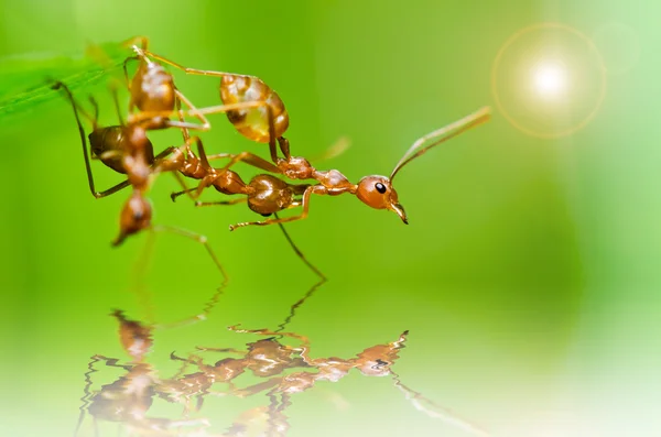 Красный муравей — стоковое фото