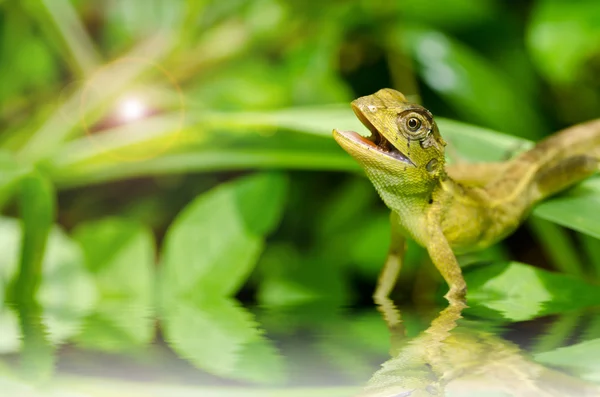 緑の自然のトカゲ — ストック写真