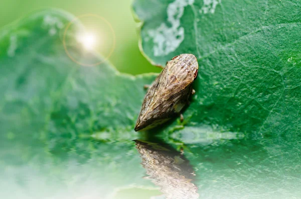 緑の自然の中でアブラムシ虫 — ストック写真