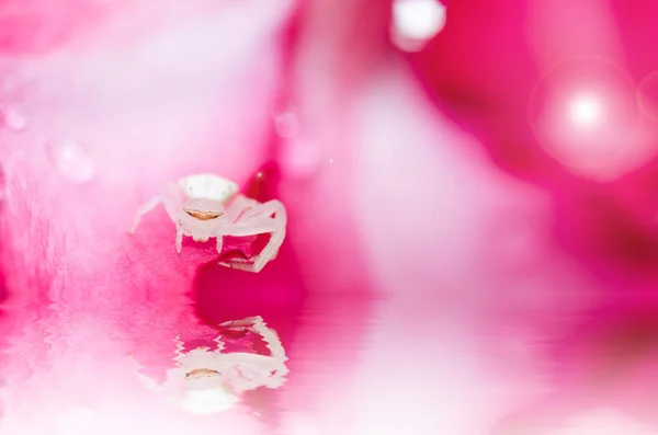 Белый паук и розовый цветок в природе — стоковое фото