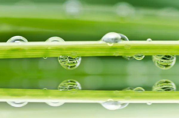 Gotas de agua dulce en la naturaleza verde —  Fotos de Stock