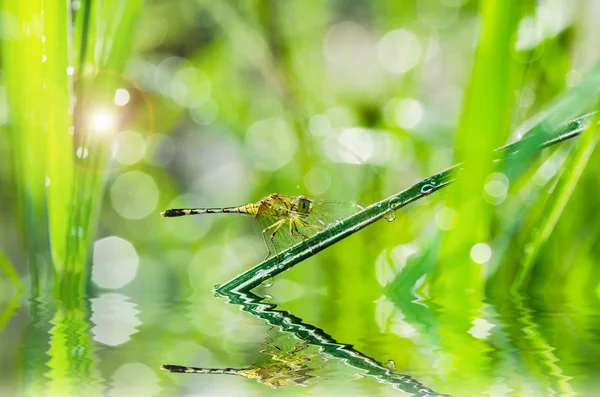 Libelle und Sonnenlicht im Garten — Stockfoto