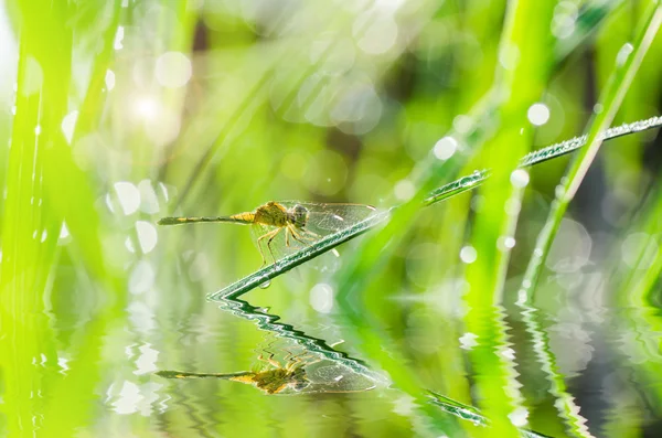 Dragonfly and sunlight in garden — Stock Photo, Image