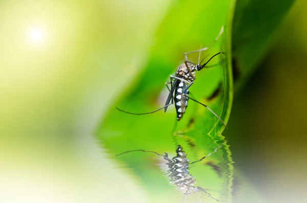 Doğada sivrisinek — Stok fotoğraf
