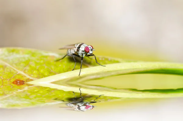 Vit fluga i naturen — Stockfoto