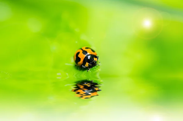 Lieveheersbeestje macro in de groene natuur — Stockfoto