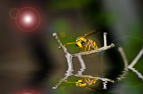 Yeşil doğanın sarı yaban arısı — Stok fotoğraf