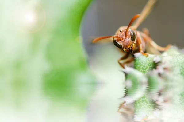 Wespe und Kaktus Makro in der grünen Natur oder im Garten — Stockfoto