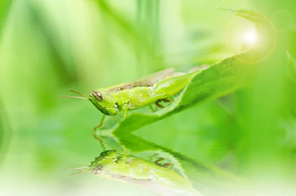 Grasshopper in green nature — Stok fotoğraf