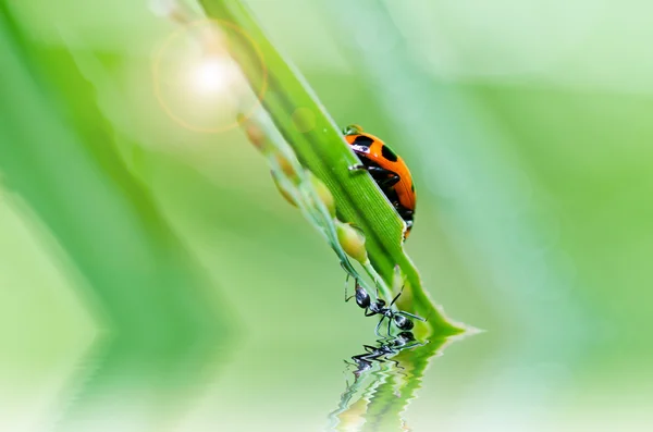 Lieveheersbeestje in de groene natuur — Stockfoto