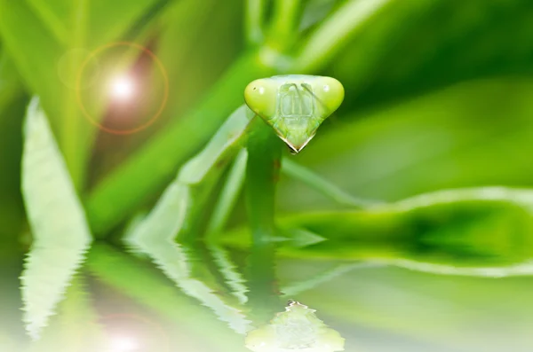 Mantis în natură verde — Fotografie, imagine de stoc
