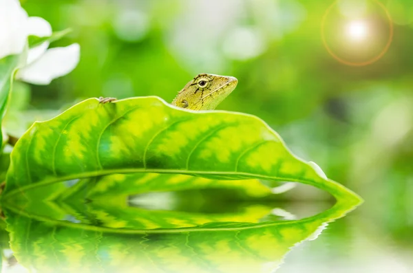 Lagarto na natureza verde — Fotografia de Stock