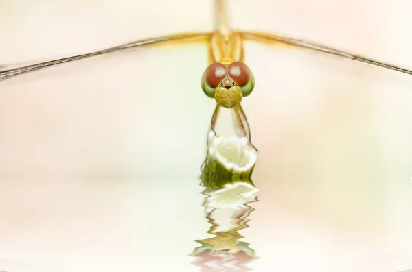 Dragonfly macro in garden — Stock Photo, Image