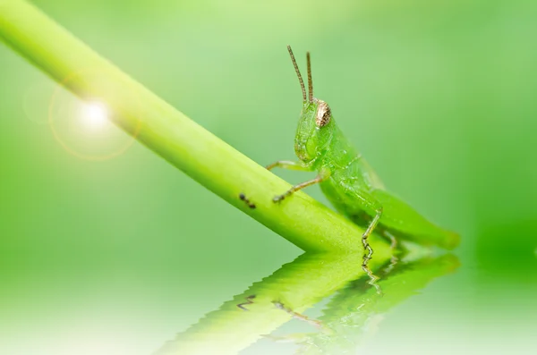 Grasshopper în natură verde — Fotografie, imagine de stoc