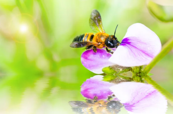 stock image Leaf-cutting bee in macro green nature