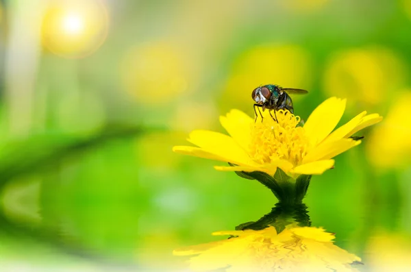 Макрос муха в зеленій природі — стокове фото
