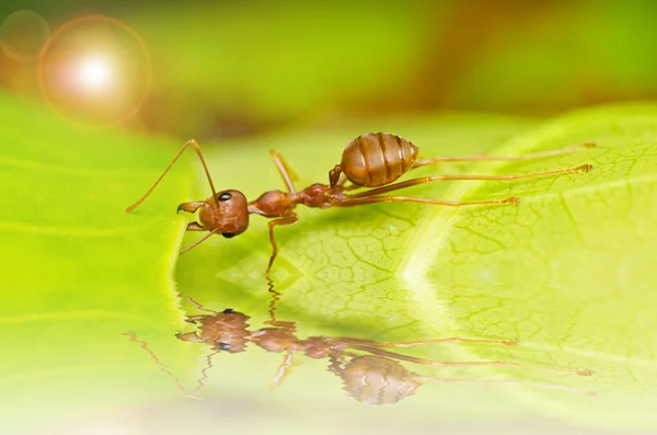 Czerwone mrówki potężny — Zdjęcie stockowe