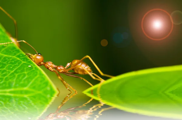 Красный муравей так устал — стоковое фото