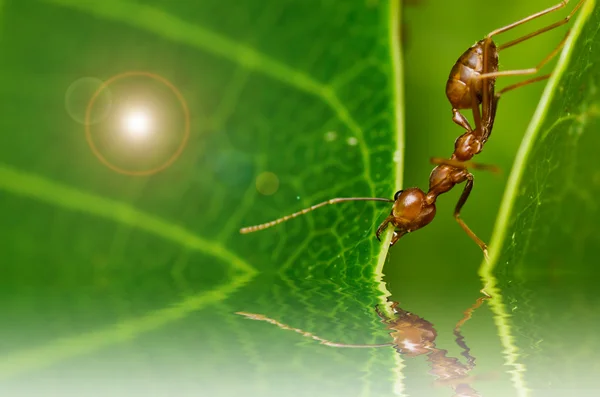 Hormiga roja poderosa —  Fotos de Stock