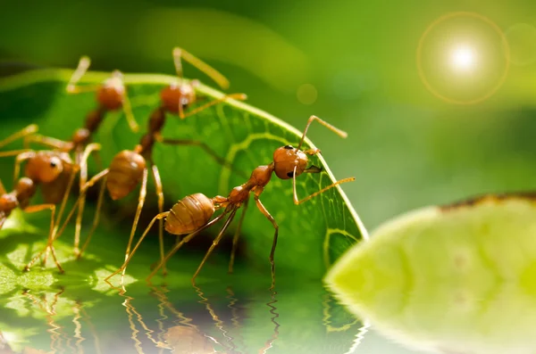 Kırmızı karınca takım çalışması — Stok fotoğraf