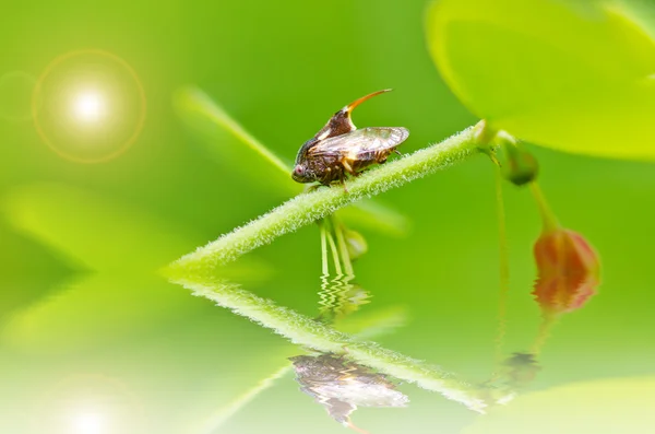 Комаха в зеленій природі — стокове фото