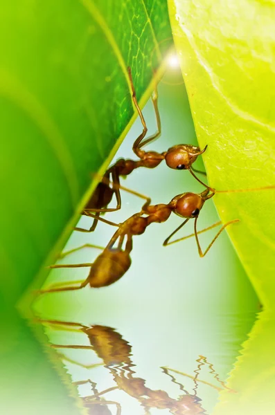 Красные муравьи — стоковое фото