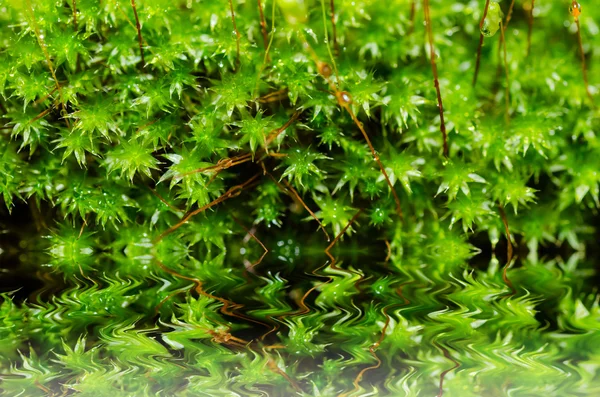 Makro świeżego mchu w zieleni — Zdjęcie stockowe