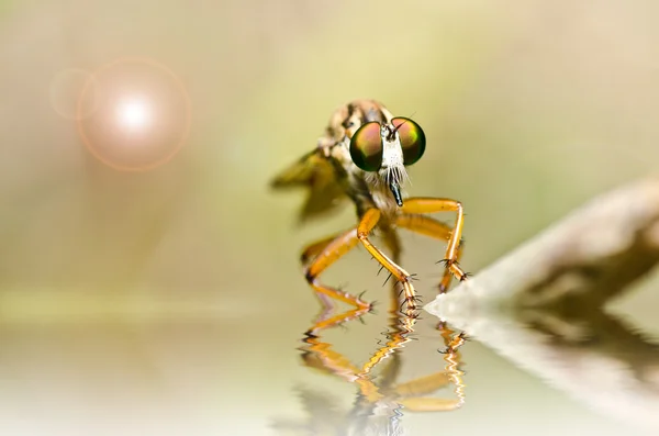 Robberfly στο πράσινο της φύσης — Φωτογραφία Αρχείου