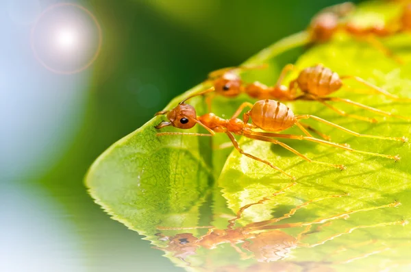 Командная работа Красного муравья — стоковое фото