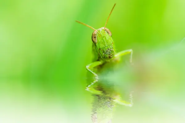 Sprinkhaan macro in de groene natuur — Stockfoto