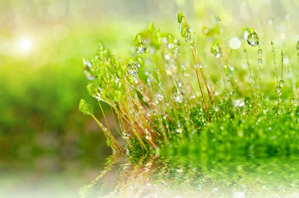 Fresh moss and water drops in green nature — Stock Photo, Image
