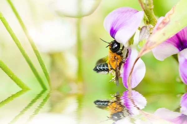 Blattschneidende Biene in makrogrüner Natur — Stockfoto