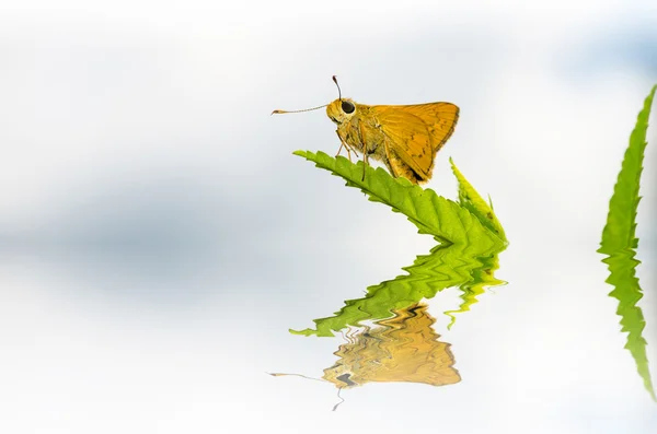 Butterfly makro i naturen — Stockfoto