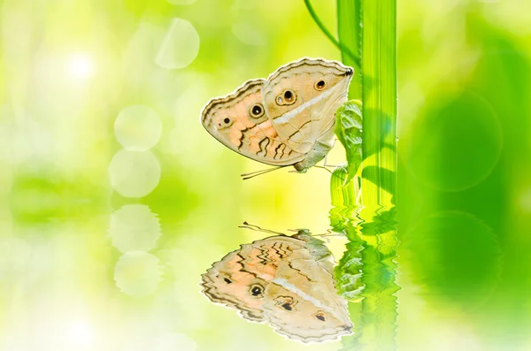 Fjäril i grön natur — Stockfoto