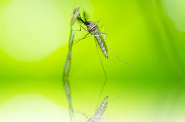 Szúnyog a természetben — Stock Fotó