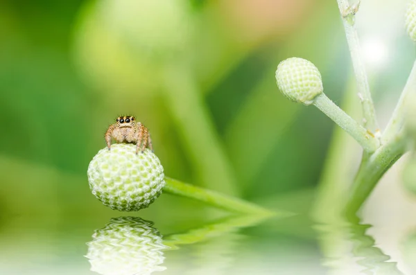 Macro araignée sauteuse dans la nature verte — Photo