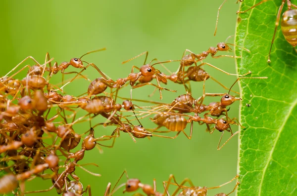 Hormiga roja en la naturaleza verde —  Fotos de Stock