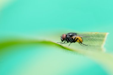 Yeşil doğada fly