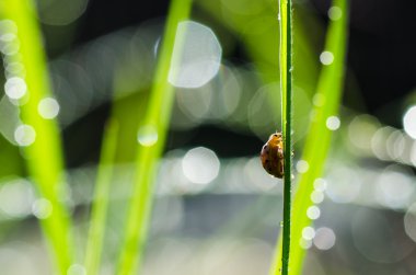 uğur böceği ve güneş ışığı bokeh yeşil doğa