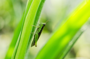 Grasshopper in green nature