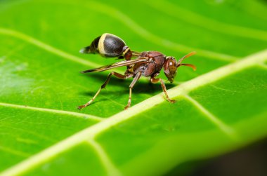 Wasp yeşil doğa veya Bahçe