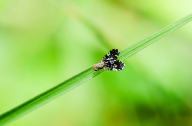 Yeşil doğanın makro fly